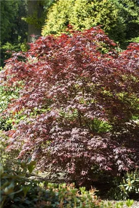 Roter Fächerahorn 'Bloodgood' - Acer palmatum 'Bloodgood'