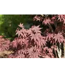 Roter Fächerahorn 'Bloodgood' - Acer palmatum 'Bloodgood'