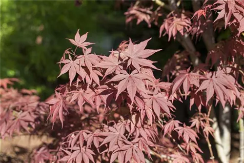 Roter Fächerahorn 'Bloodgood' - Acer palmatum 'Bloodgood'