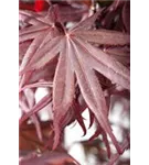 Roter Fächerahorn 'Bloodgood' - Acer palmatum 'Bloodgood'