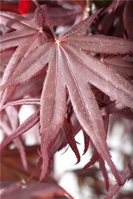 Roter Fächerahorn 'Bloodgood' - Acer palmatum 'Bloodgood'