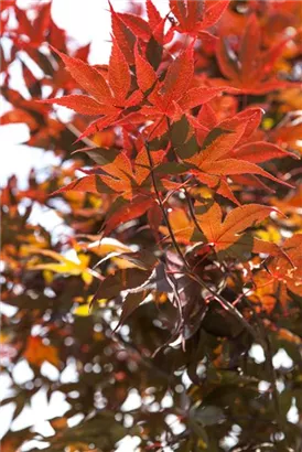 Roter Fächerahorn 'Bloodgood' - Acer palmatum 'Bloodgood'