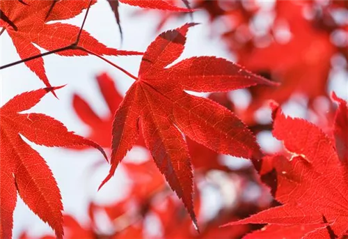 Roter Fächerahorn 'Bloodgood' - Acer palmatum 'Bloodgood'