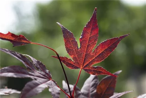 Roter Fächerahorn 'Bloodgood' - Acer palmatum 'Bloodgood'