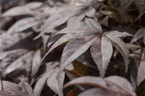 Roter Fächerahorn 'Bloodgood' - Acer palmatum 'Bloodgood'