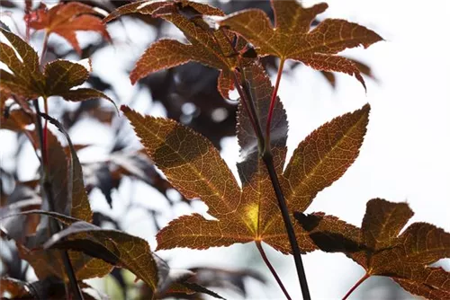 Roter Fächerahorn 'Bloodgood' - Acer palmatum 'Bloodgood'