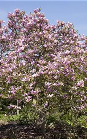 Magnolia 'Galaxy'