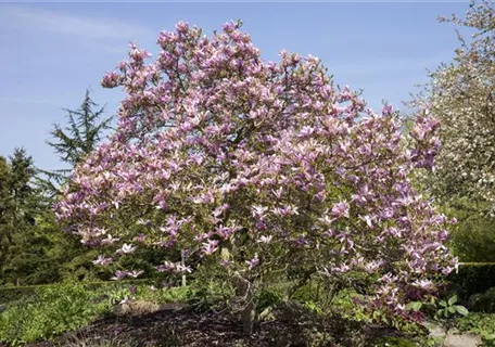 Magnolia 'Galaxy' - Magnolie 'Galaxy'