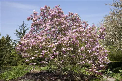 Magnolie 'Galaxy' - Magnolia 'Galaxy'