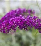 Sommerflieder - Buddleja davidii 'Royal Red'