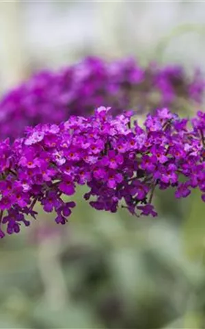 Buddleja davidii 'Royal Red'