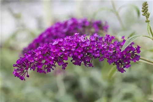 Sommerflieder - Buddleja davidii 'Royal Red'