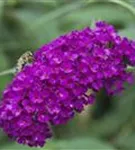 Sommerflieder - Buddleja davidii 'Royal Red'