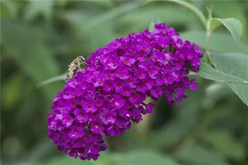 Sommerflieder - Buddleja davidii 'Royal Red'