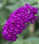 Sommerflieder - Buddleja davidii 'Royal Red'