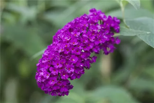 Sommerflieder - Buddleja davidii 'Royal Red'