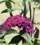 Sommerflieder - Buddleja davidii 'Royal Red'