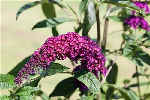 Sommerflieder - Buddleja davidii 'Royal Red'