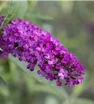 Sommerflieder - Buddleja davidii 'Royal Red'