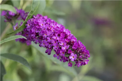 Sommerflieder - Buddleja davidii 'Royal Red'