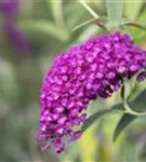 Sommerflieder - Buddleja davidii 'Royal Red'