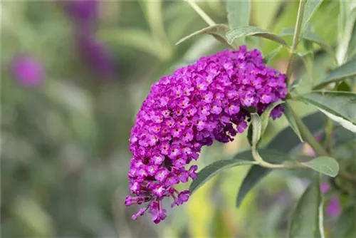 Sommerflieder - Buddleja davidii 'Royal Red'