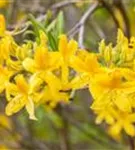 Sommergrüne Azalee 'Anneke' - Rhododendron lut.'Anneke' II