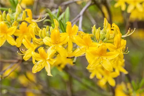 Sommergrüne Azalee 'Anneke' - Rhododendron lut.'Anneke' II