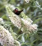 Sommerflieder - Buddleja davidii 'White Profusion'