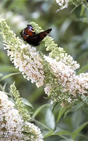 Buddleja davidii 'White Profusion'