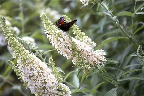 Sommerflieder - Buddleja davidii 'White Profusion'