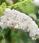 Sommerflieder - Buddleja davidii 'White Profusion'