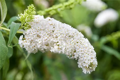 Sommerflieder - Buddleja davidii 'White Profusion'