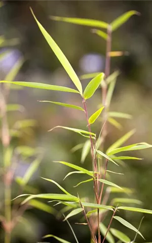 Fargesia robusta 'Campbell'