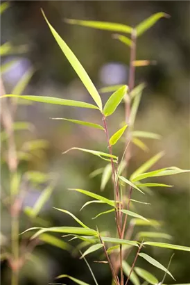 Bambus - Fargesia robusta