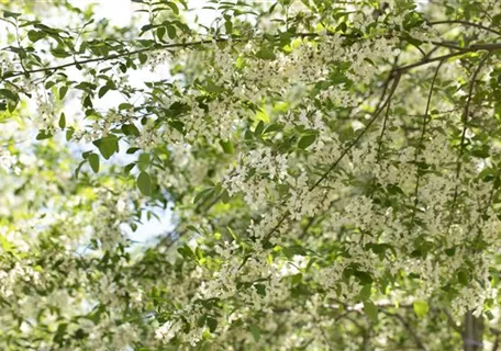 Robinia pseudoac.'Unifoliola' - Straßenakazie 'Unifoliola'