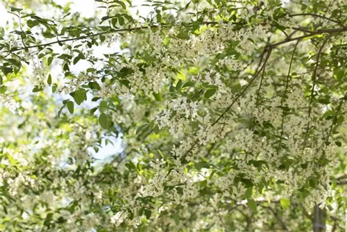 Straßenakazie 'Unifoliola' - Robinia pseudoac.'Unifoliola'