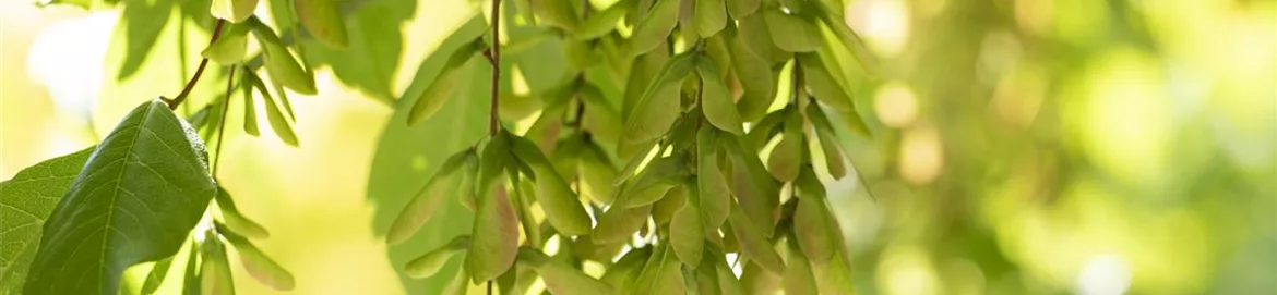 Acer cissifolium