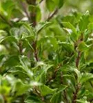 Stechpalme 'Heckenfee' -S- - Ilex meserveae 'Heckenfee' -S-