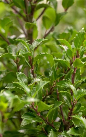 Ilex meserveae 'Heckenfee' -S-