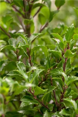 Stechpalme 'Heckenfee' -S- - Ilex meserveae 'Heckenfee' -S-