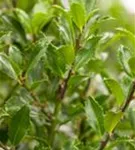 Stechpalme 'Heckenfee' -S- - Ilex meserveae 'Heckenfee' -S-