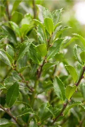 Stechpalme 'Heckenfee' -S- - Ilex meserveae 'Heckenfee' -S-