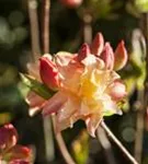 Sommergrüne Azalee 'Cannon's Double' - Rhododendron lut.'Cannon's Double' III