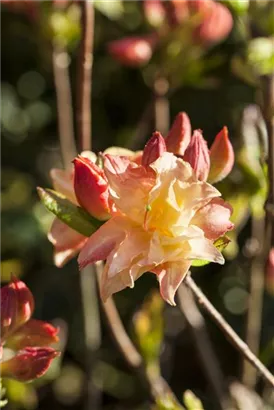 Sommergrüne Azalee 'Cannon's Double' - Rhododendron lut.'Cannon's Double' III