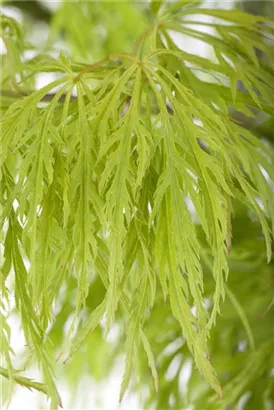 Grüner Schlitzahorn - Acer palmatum 'Dissectum'