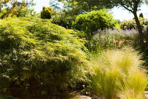 Grüner Schlitzahorn - Acer palmatum 'Dissectum'