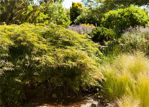 Grüner Schlitzahorn - Acer palmatum 'Dissectum'