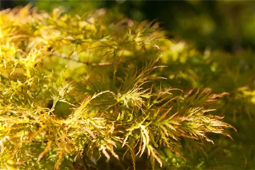 Grüner Schlitzahorn - Acer palmatum 'Dissectum'