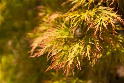 Grüner Schlitzahorn - Acer palmatum 'Dissectum'